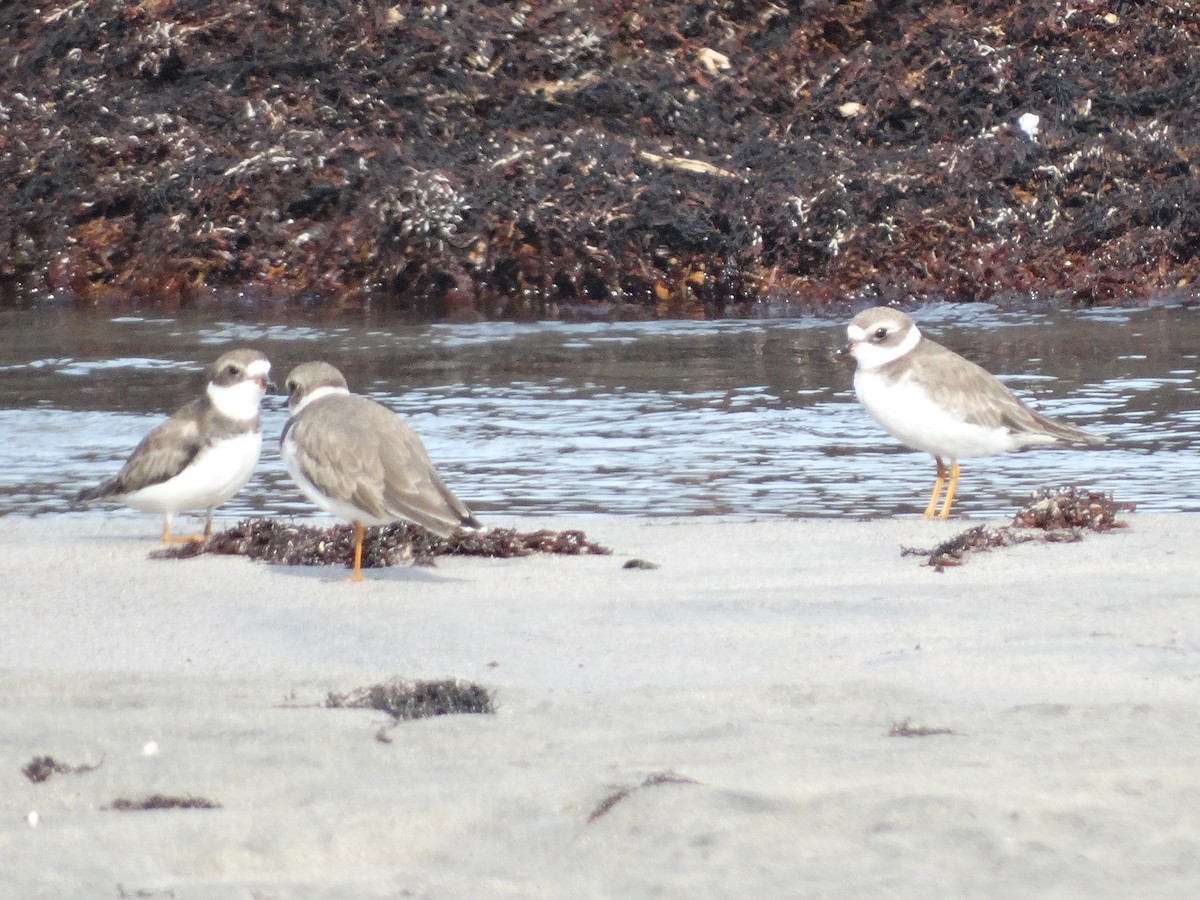 Semipalmated Plover - Kenrith Carter