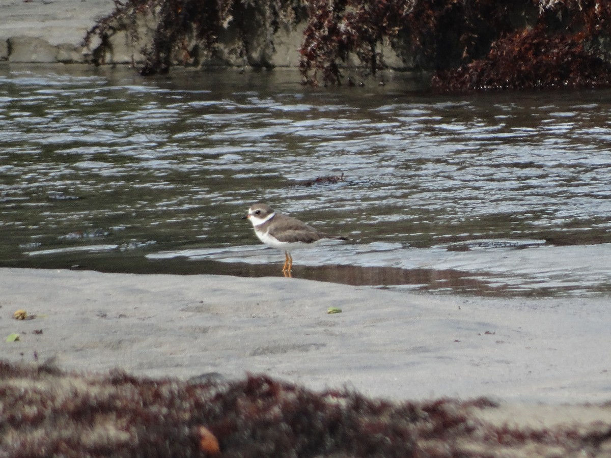 Semipalmated Plover - Kenrith Carter