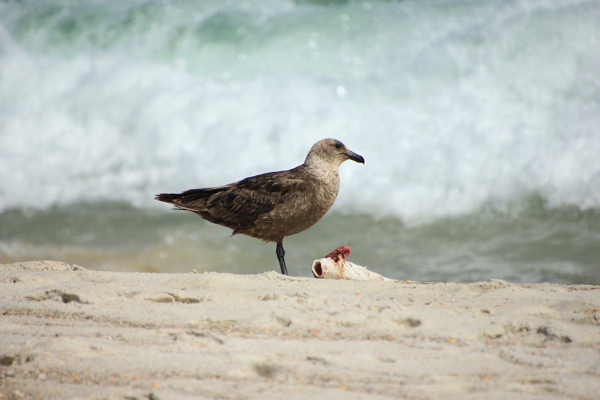 South Polar Skua - ML253129681