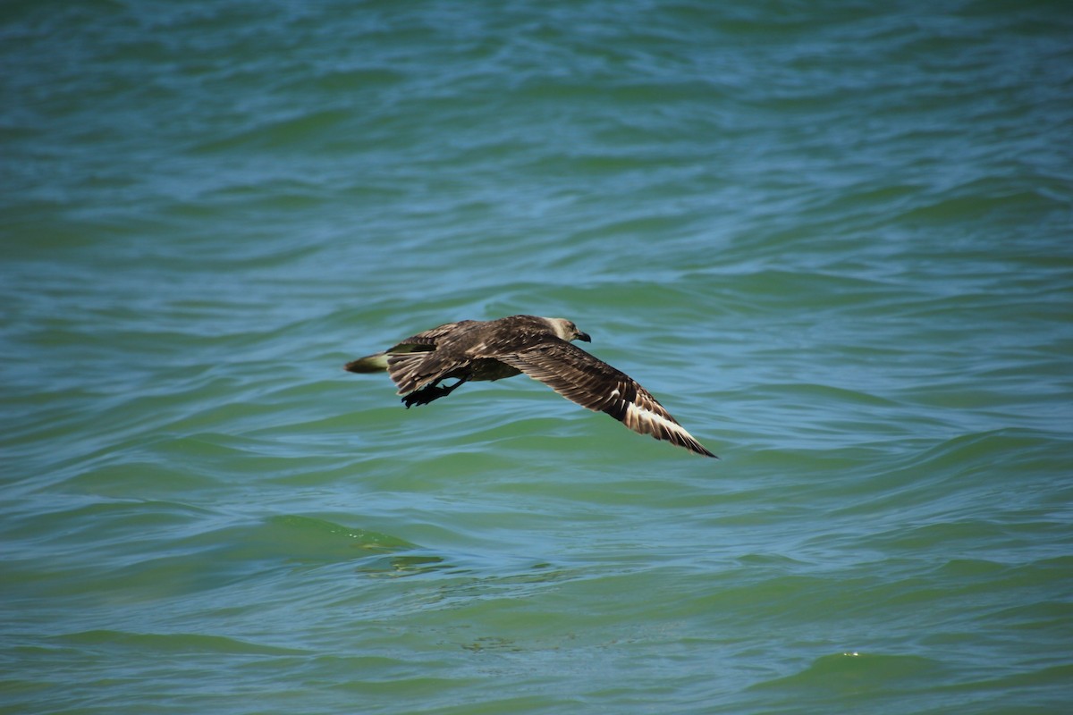 South Polar Skua - ML253129721