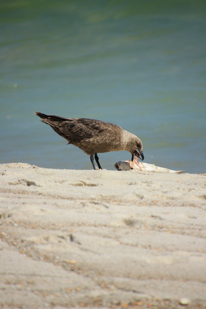 South Polar Skua - ML253129741