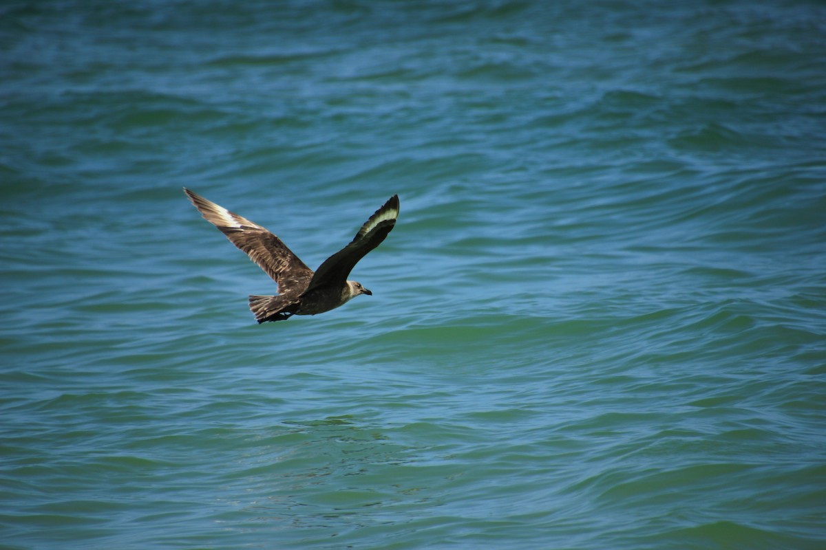 South Polar Skua - ML253129801