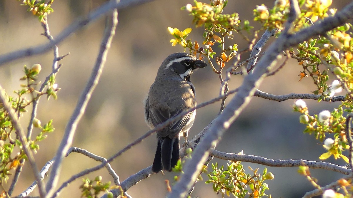 Black-throated Sparrow - ML253130271