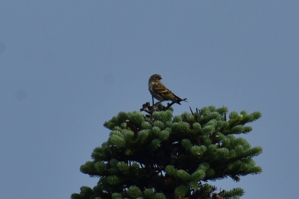 Pine Siskin - ML253132001