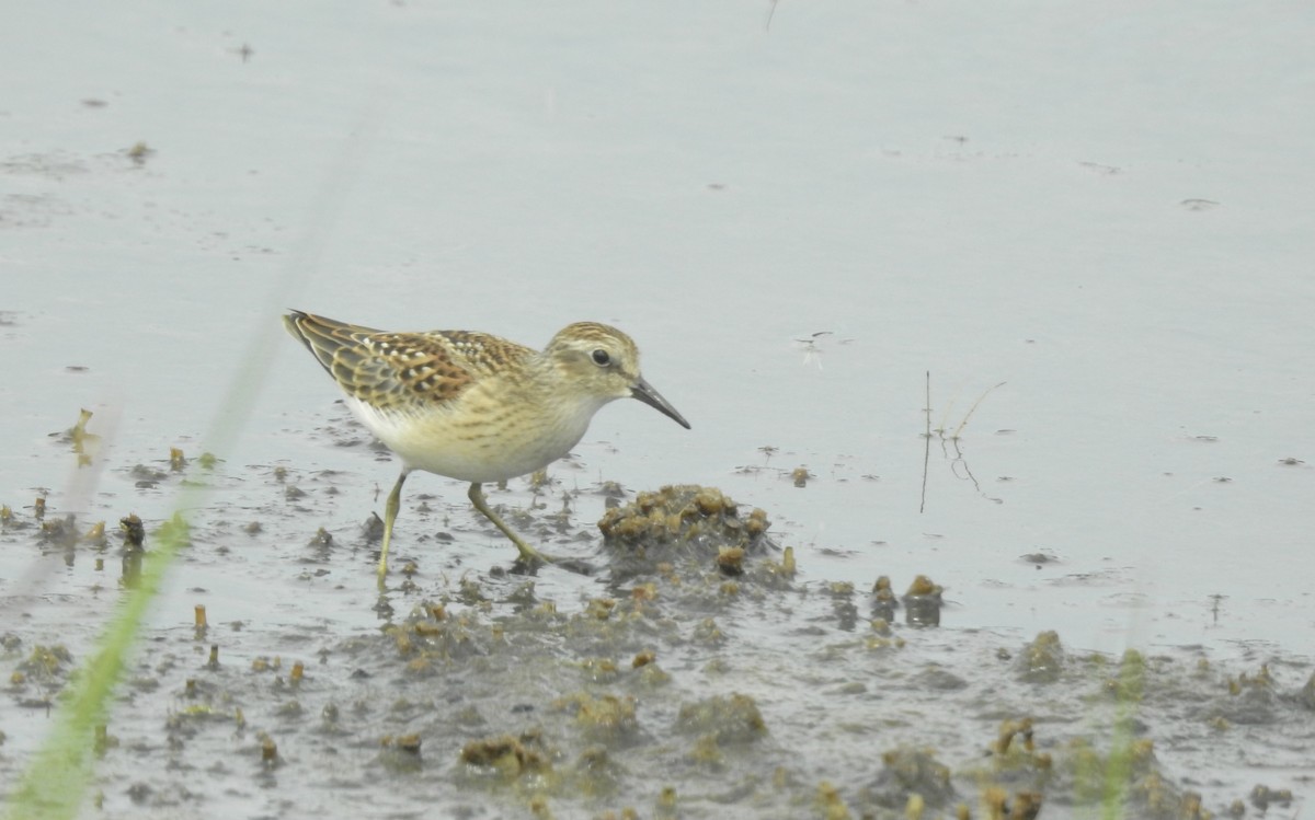 Least Sandpiper - Weston Barker