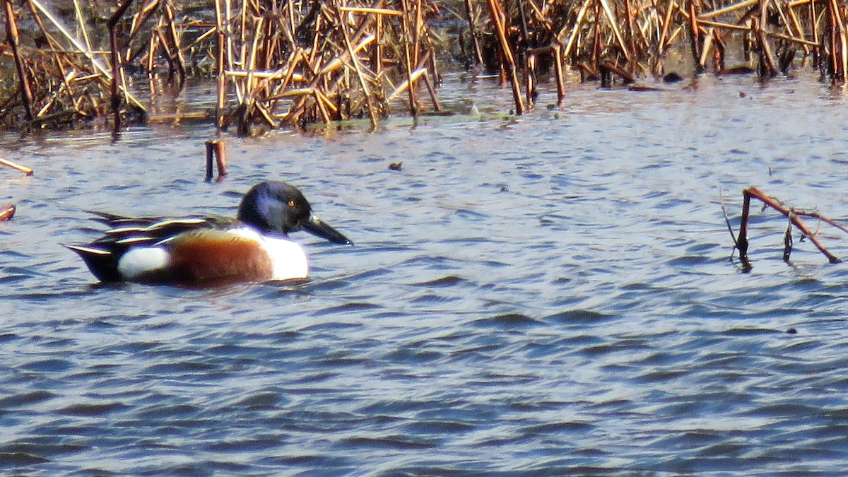 Northern Shoveler - ML253133071