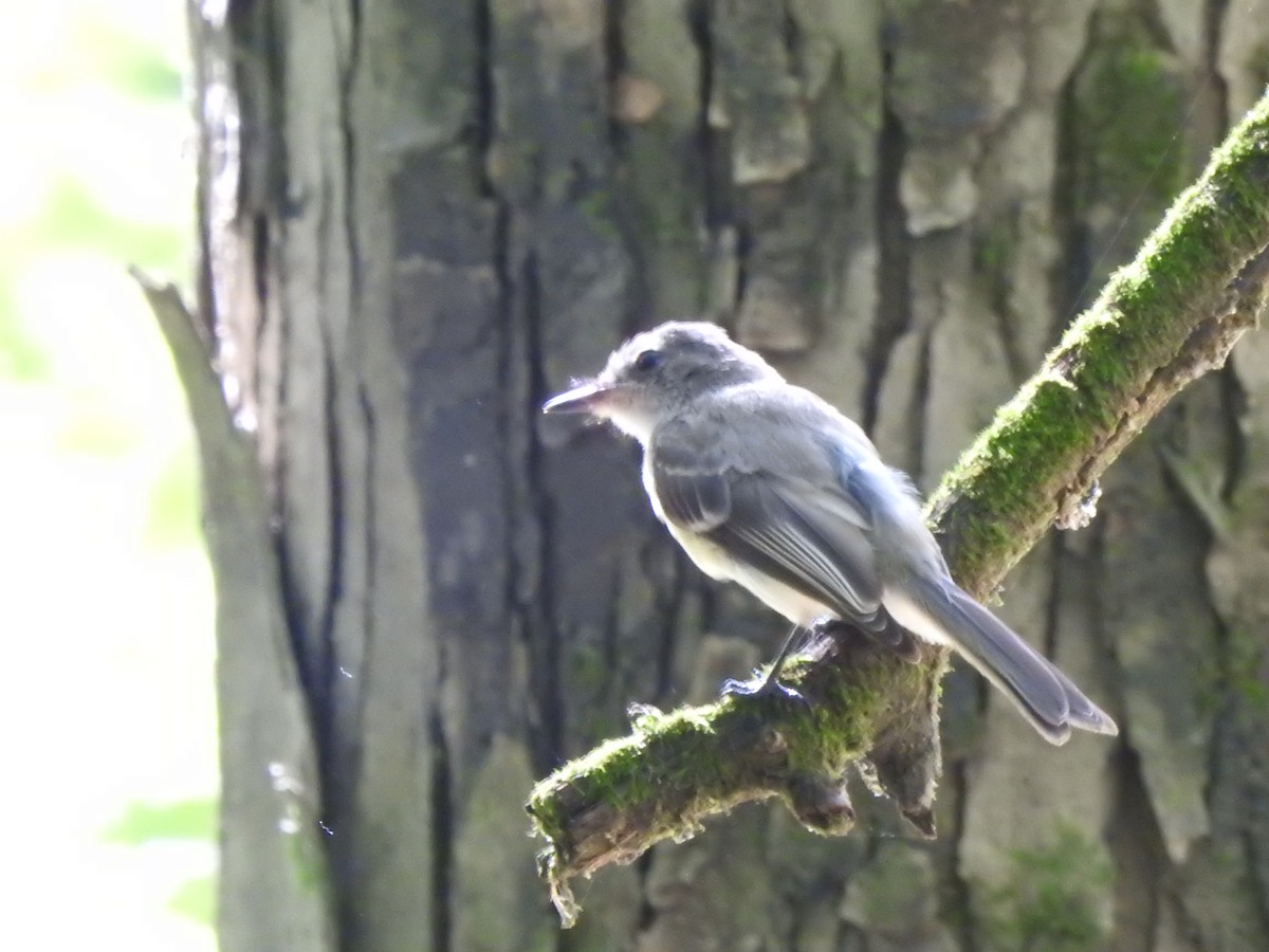 Eastern Phoebe - ML253134231