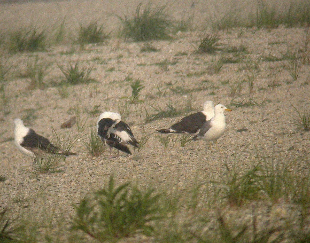 California Gull - ML25313451