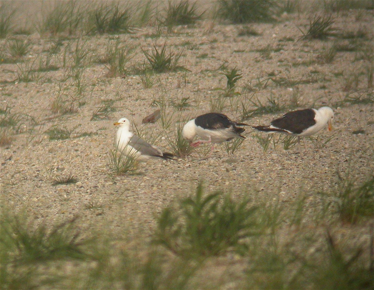 California Gull - ML25313461