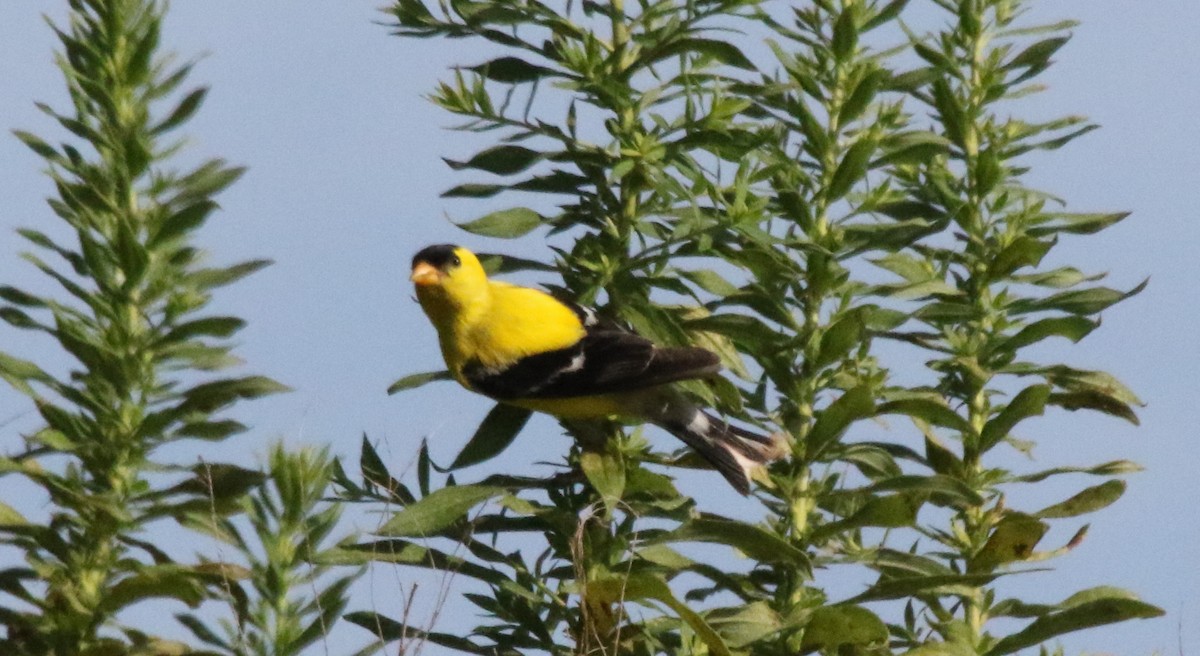 American Goldfinch - ML253135071