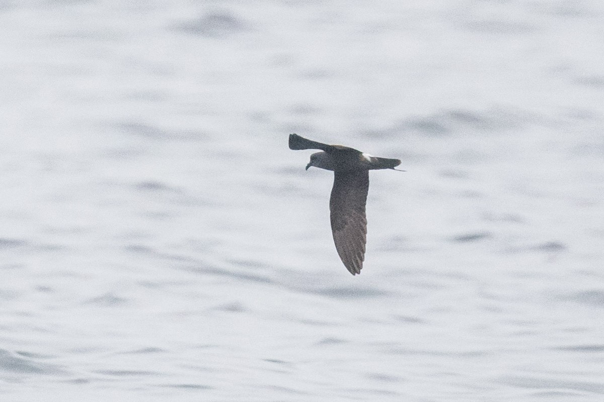 Townsend's Storm-Petrel - ML253136351