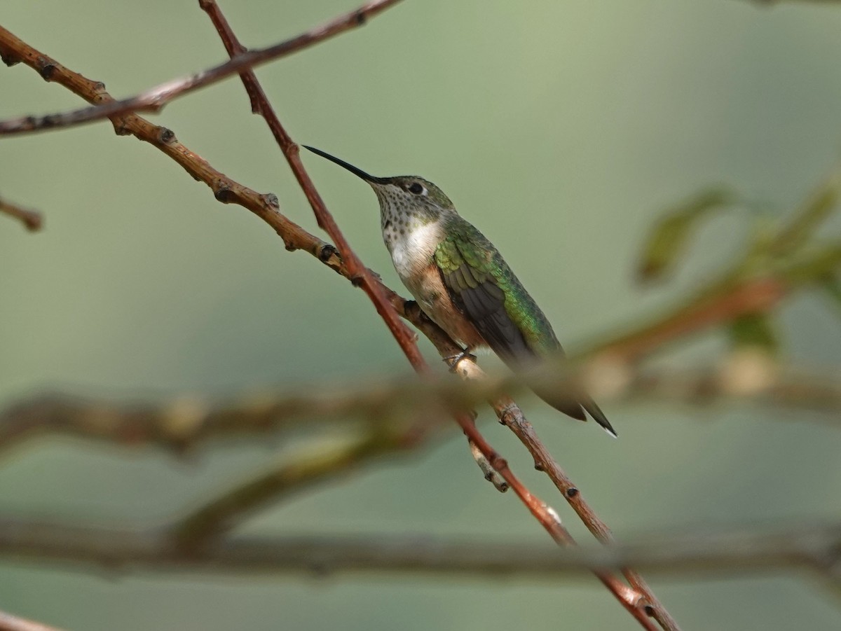 Broad-tailed Hummingbird - Cathy Beck