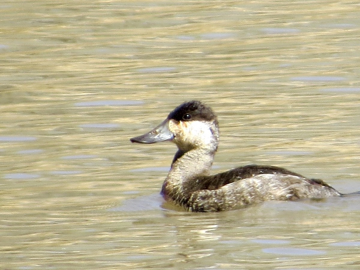 Ruddy Duck - ML25313751