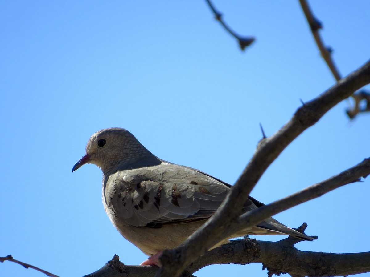 Common Ground Dove - ML25313811