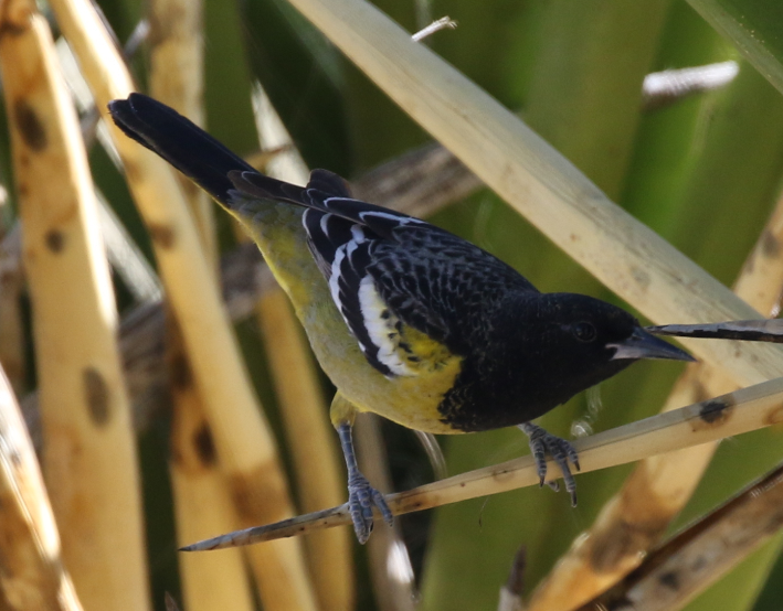 Oriole jaune-verdâtre - ML25313841