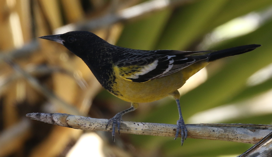 Scott's Oriole - C. Jackson