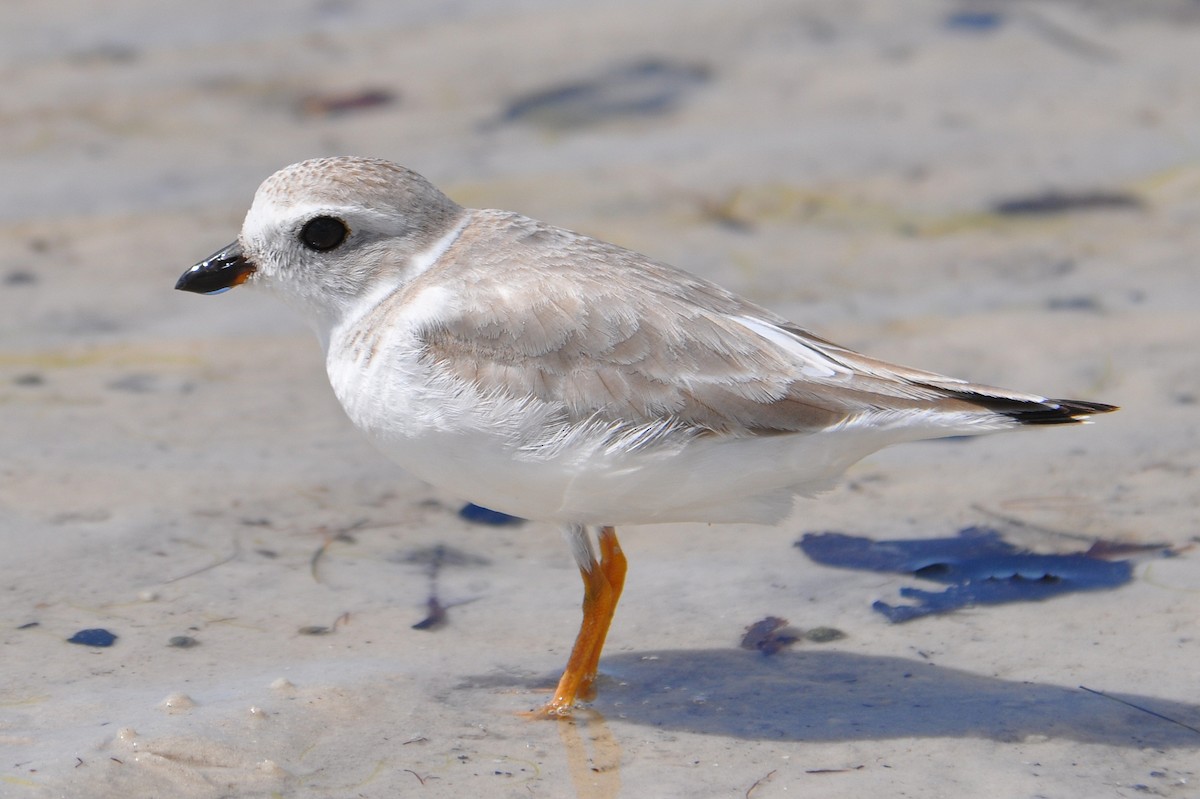 Piping Plover - Michael Schall