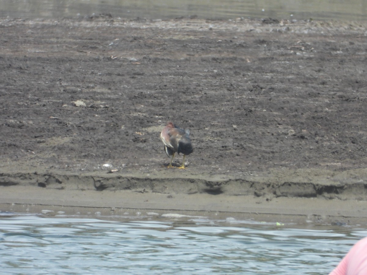 Green Heron - ML253141051