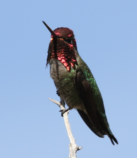 Anna's Hummingbird - ML25314271