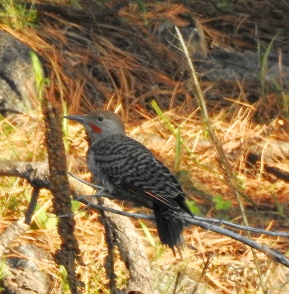 Northern Flicker (Red-shafted) - Laura Wilson