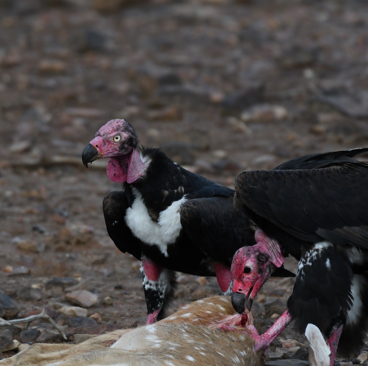 Red-headed Vulture - ML253142991