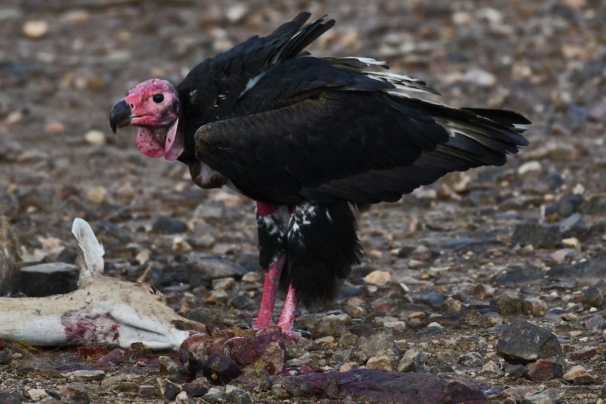 Red-headed Vulture - ML253143001