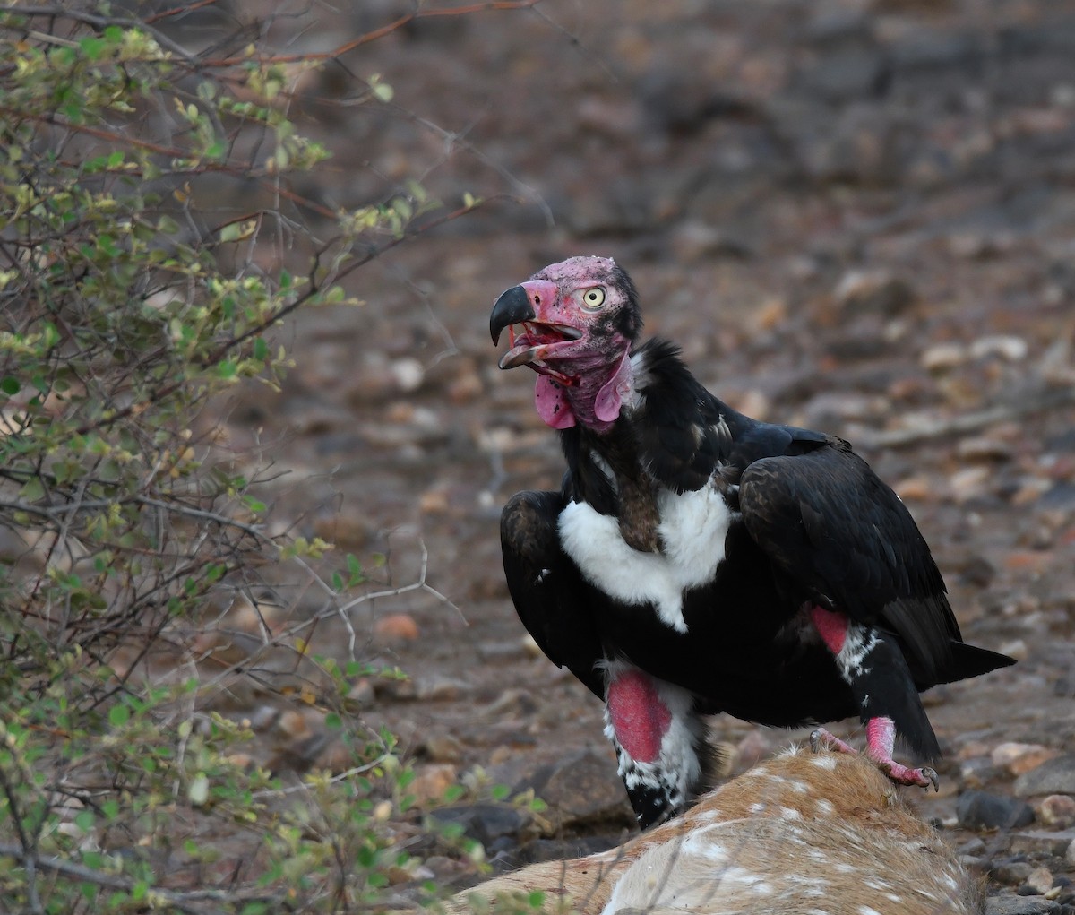 Red-headed Vulture - ML253143041