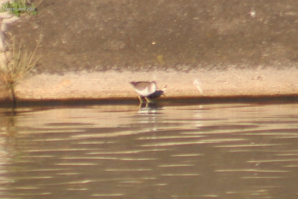 Spotted Sandpiper - Erick Roy Cruz Lee