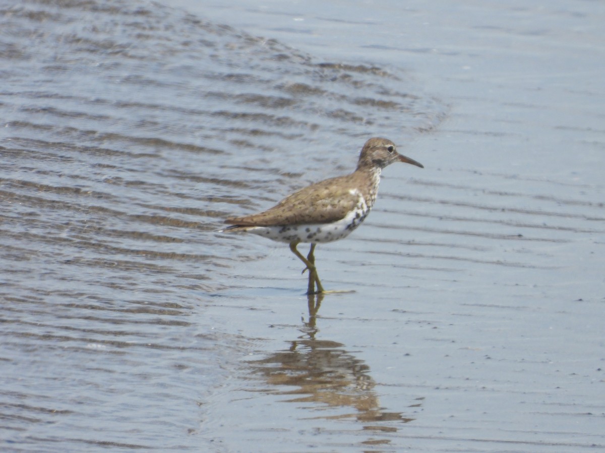 Spotted Sandpiper - ML253143931