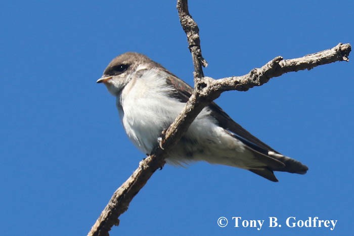 Golondrina Verdemar - ML253143961