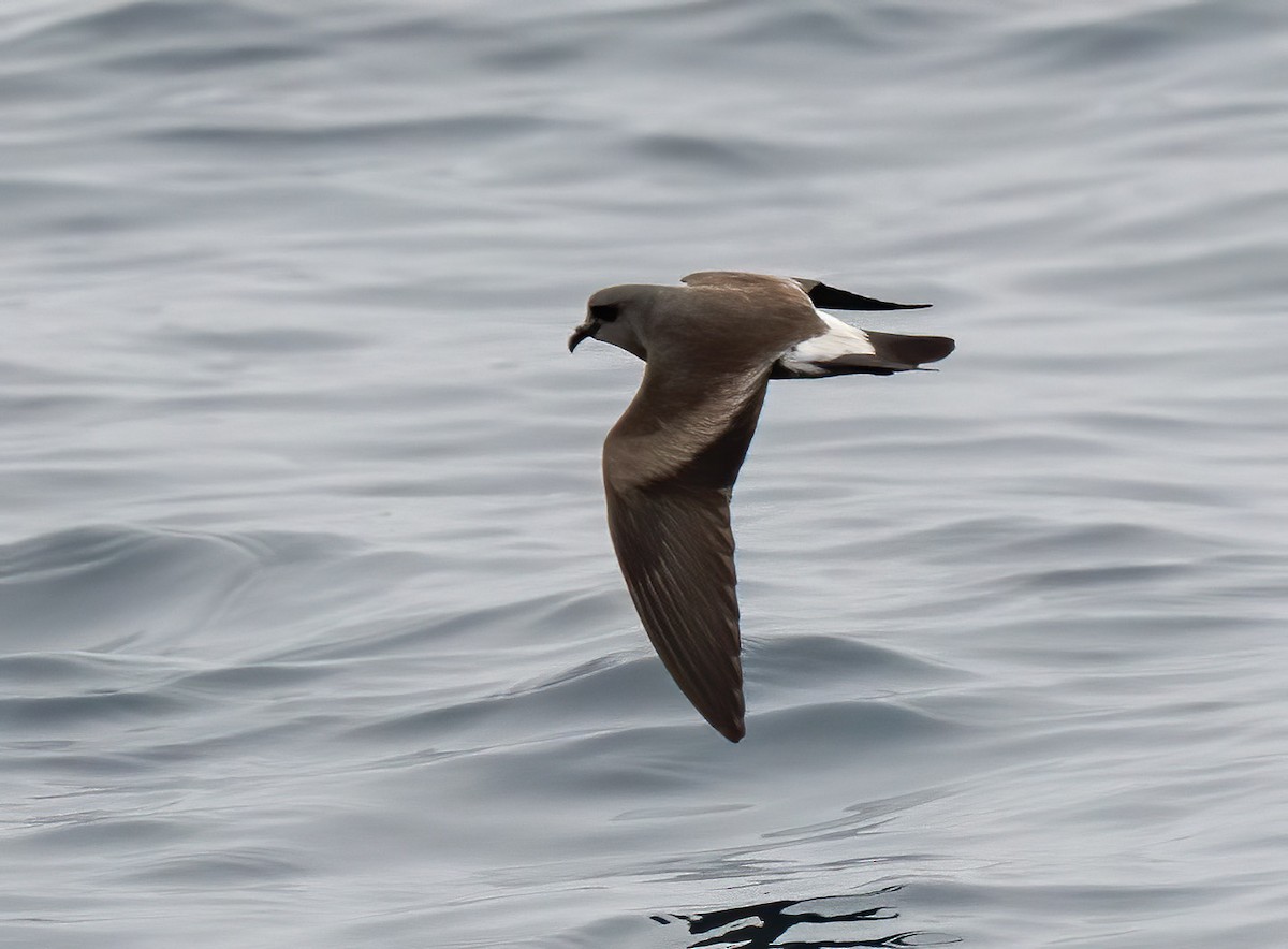 Townsend's Storm-Petrel - Mel Senac