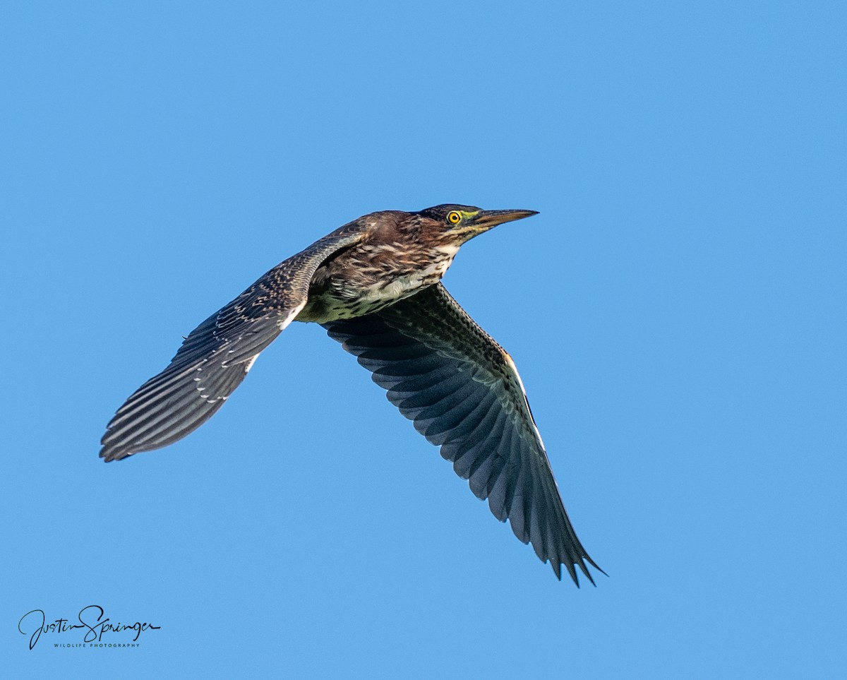 Green Heron - ML253146241