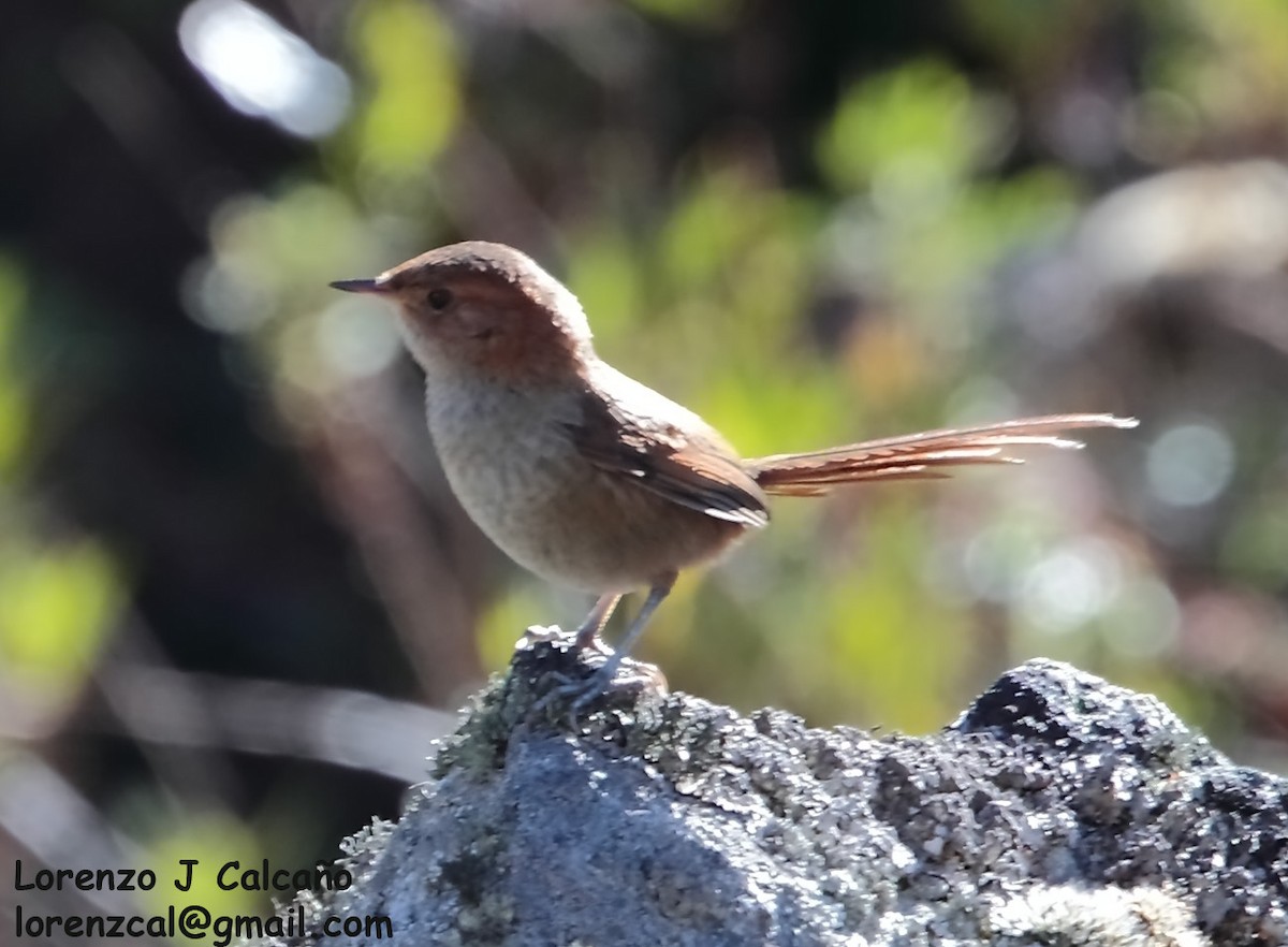 Ochre-browed Thistletail - ML253146631