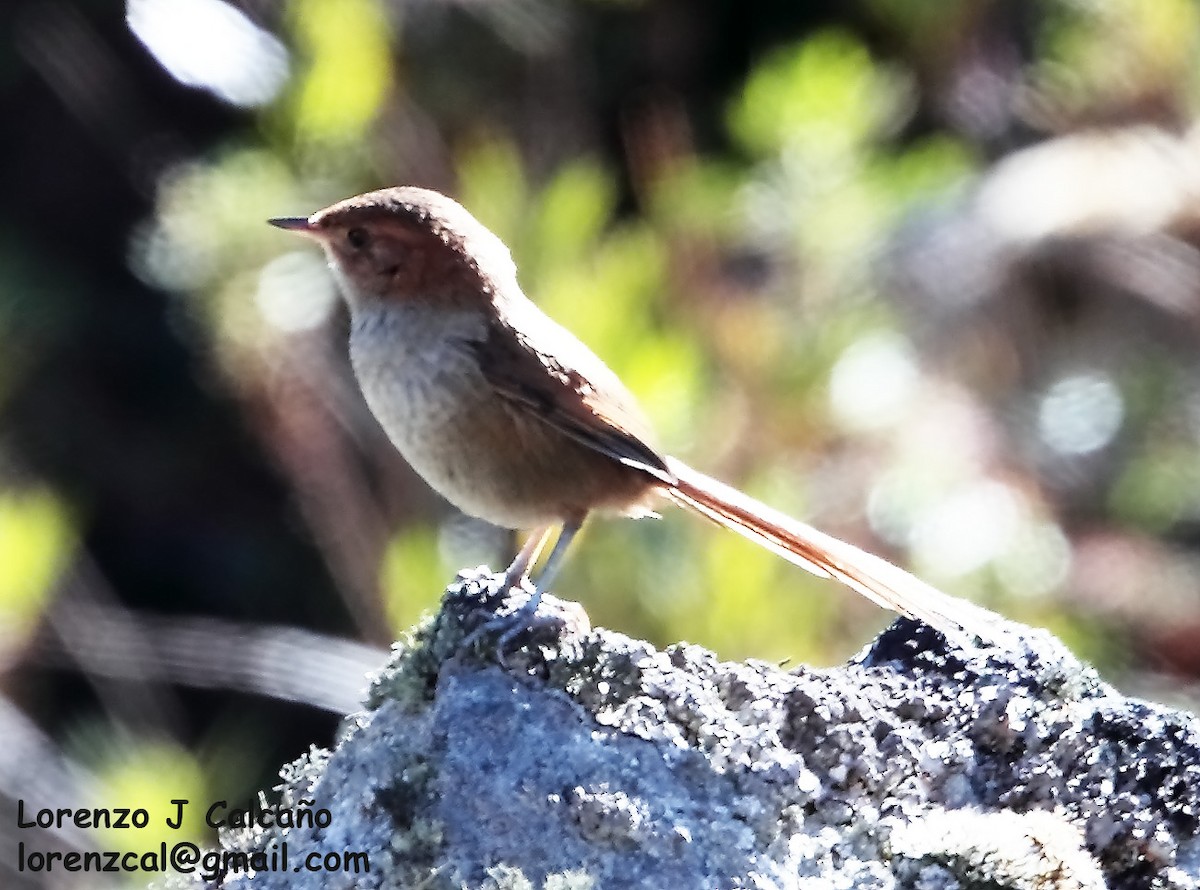 Ochre-browed Thistletail - ML253146671