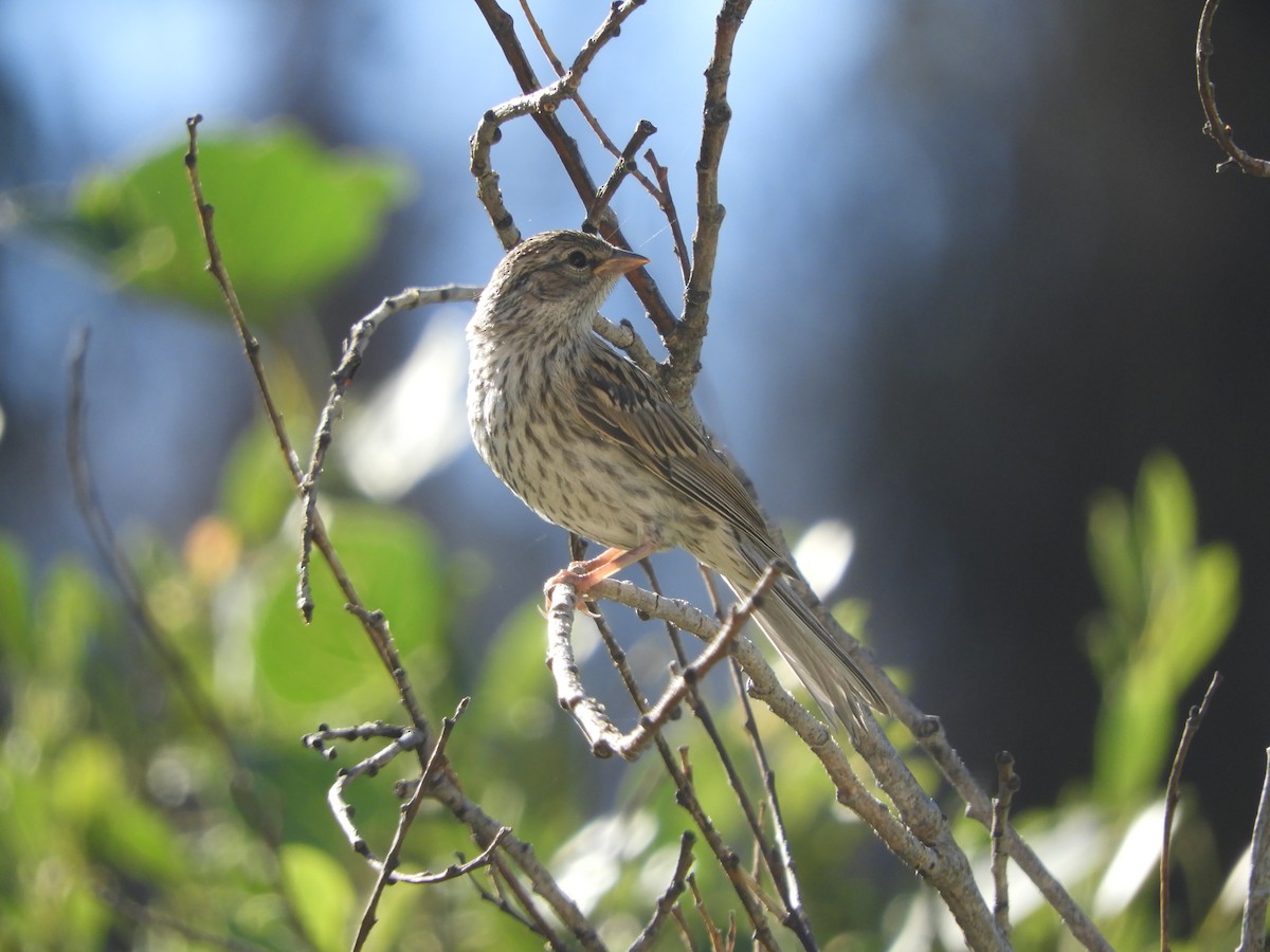Chipping Sparrow - Peter Olsoy