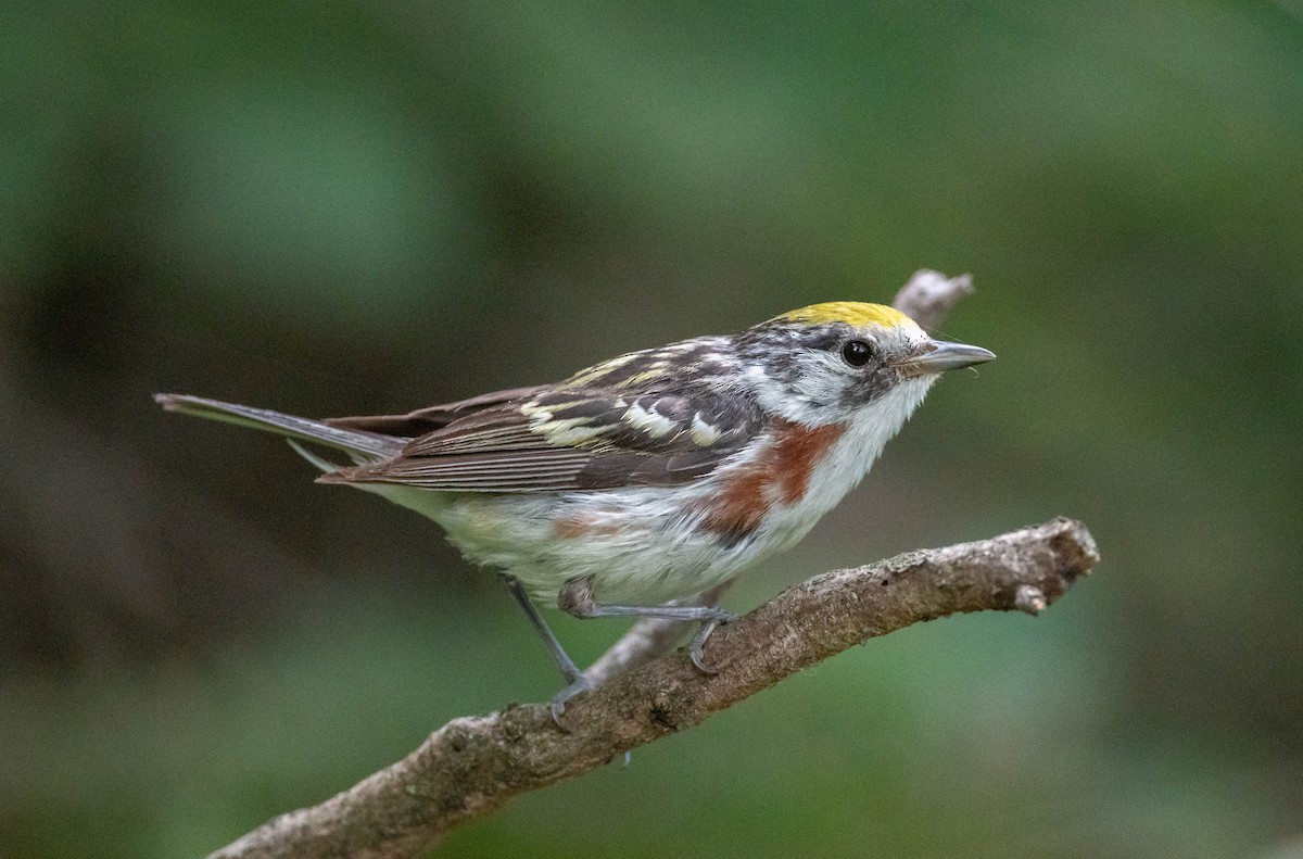 Chestnut-sided Warbler - Yannick Fleury