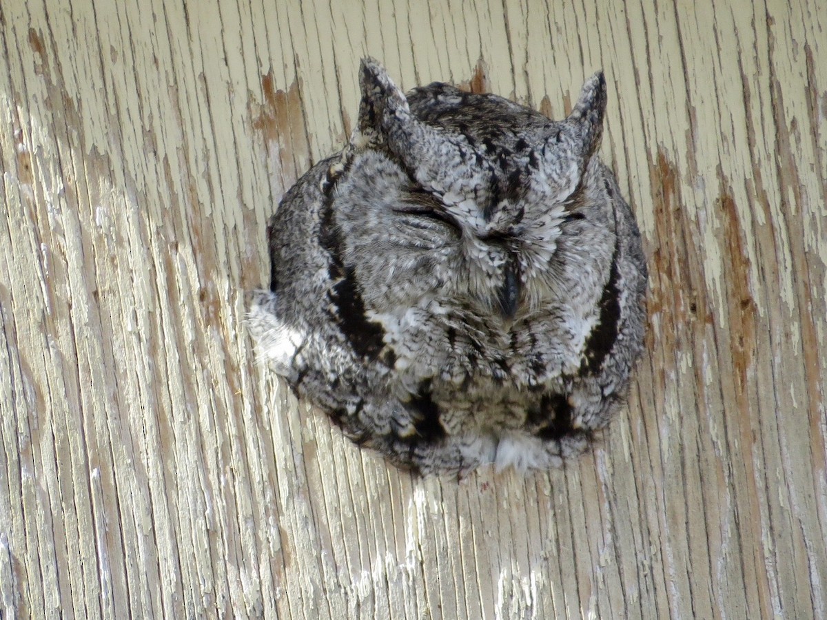 Western Screech-Owl - ML25314781