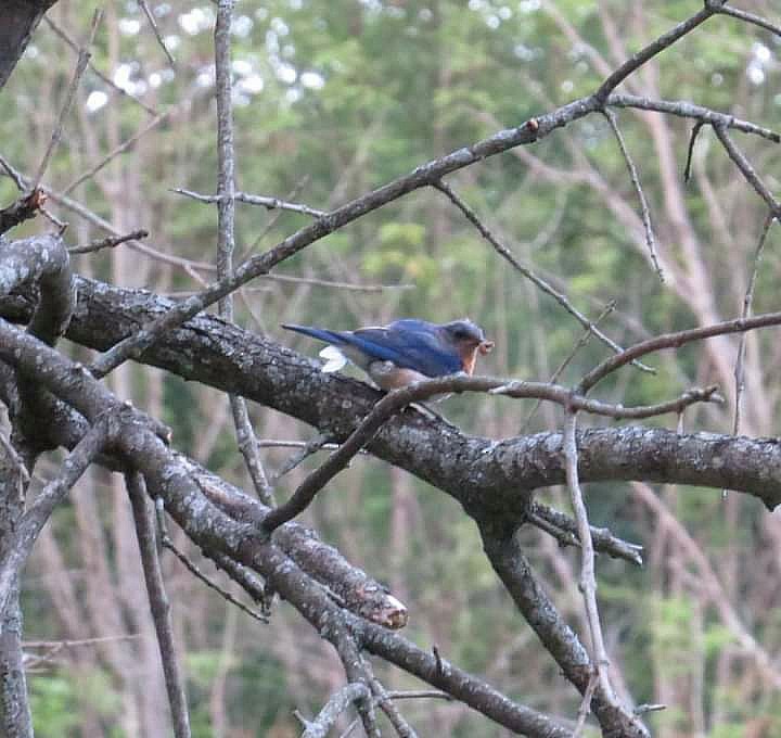 Eastern Bluebird - ML253150531