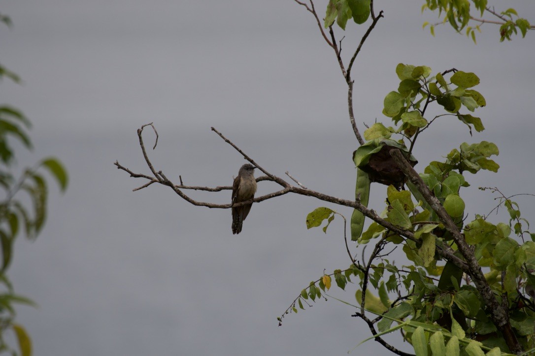 Brush Cuckoo - ML253150701