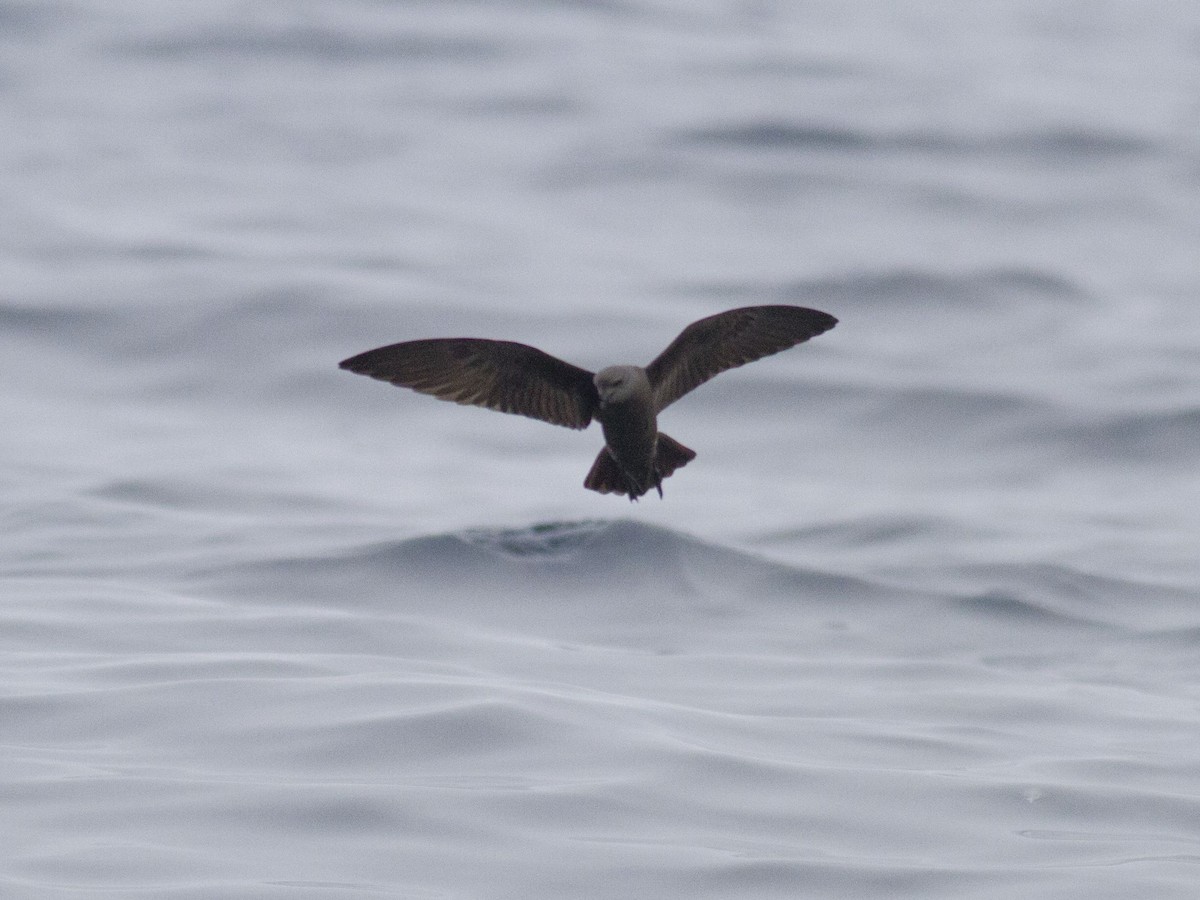 Townsend's Storm-Petrel - ML253152511