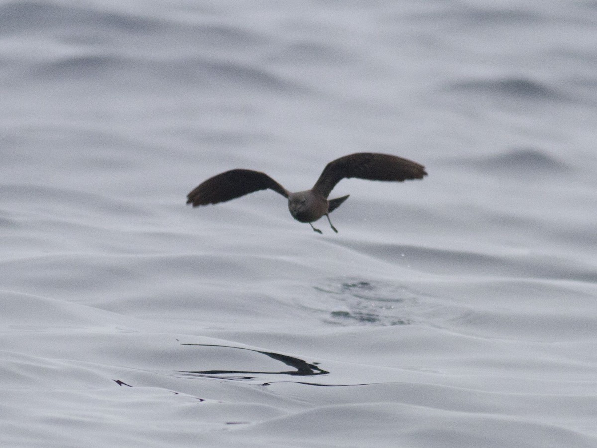 Townsend's Storm-Petrel - ML253152561