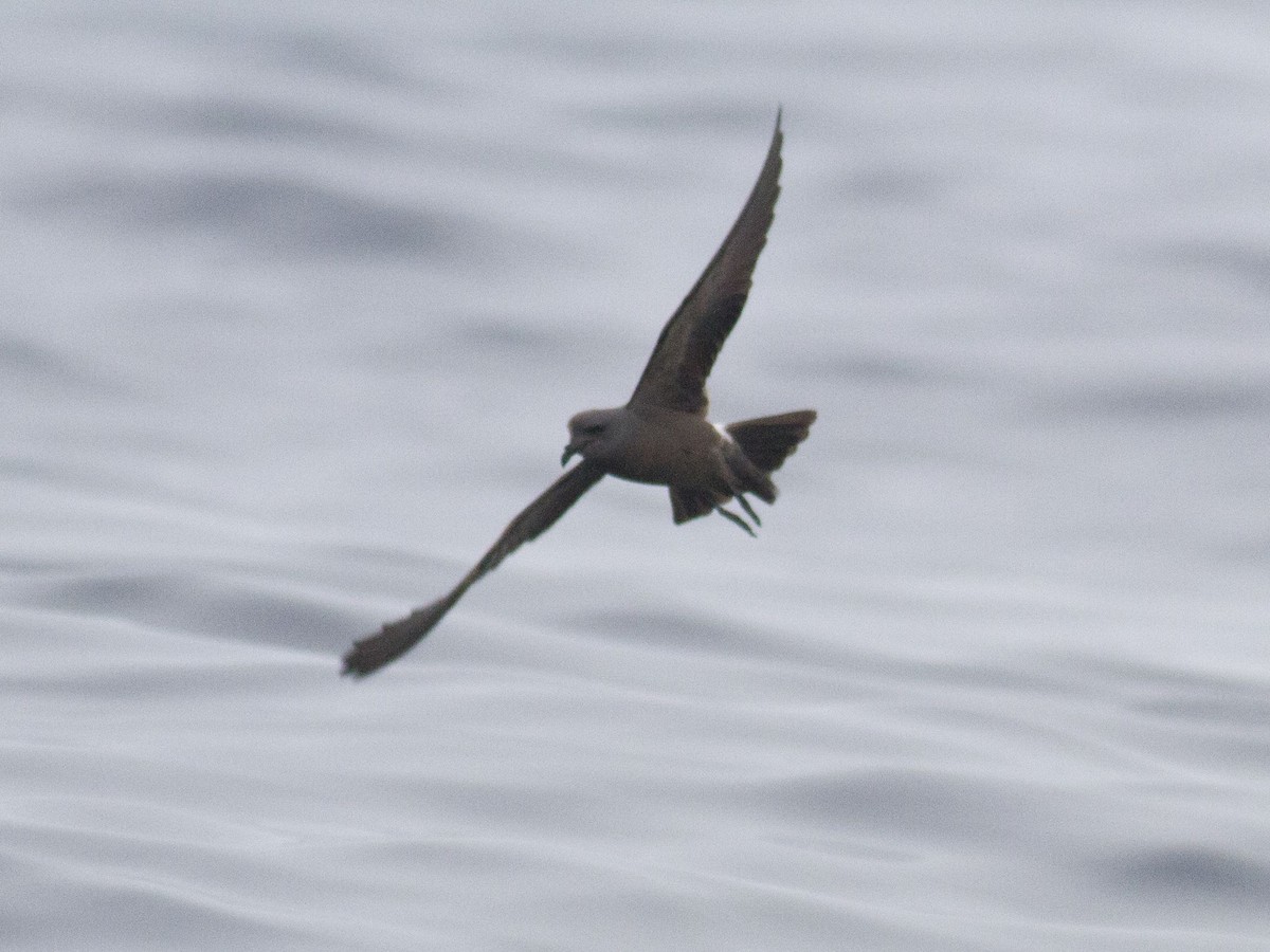 Townsend's Storm-Petrel - ML253152601