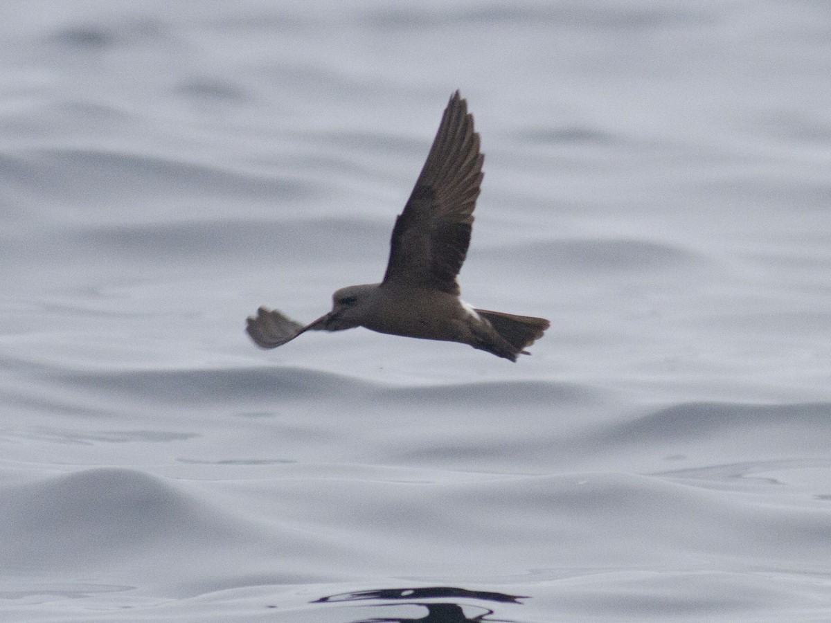 Townsend's Storm-Petrel - ML253152621