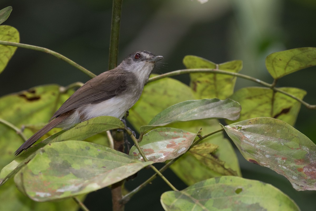 Sooty-capped Babbler - ML253153801
