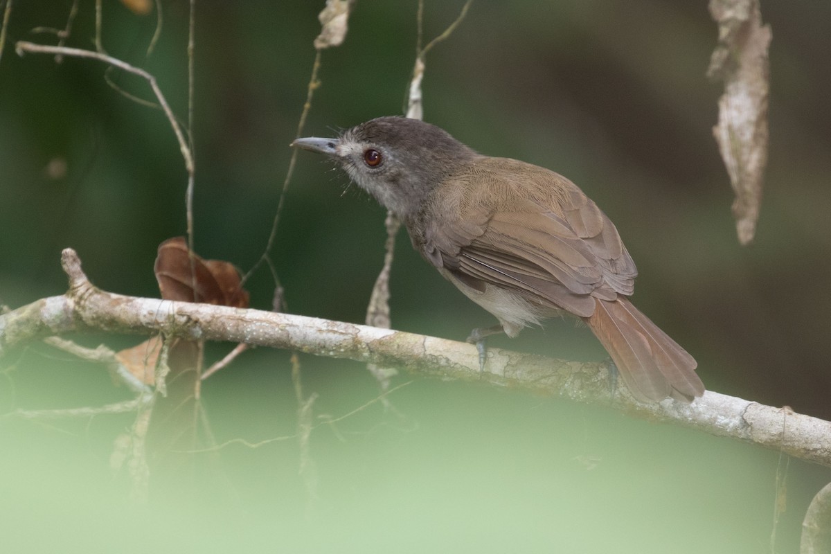 Sooty-capped Babbler - ML253153811