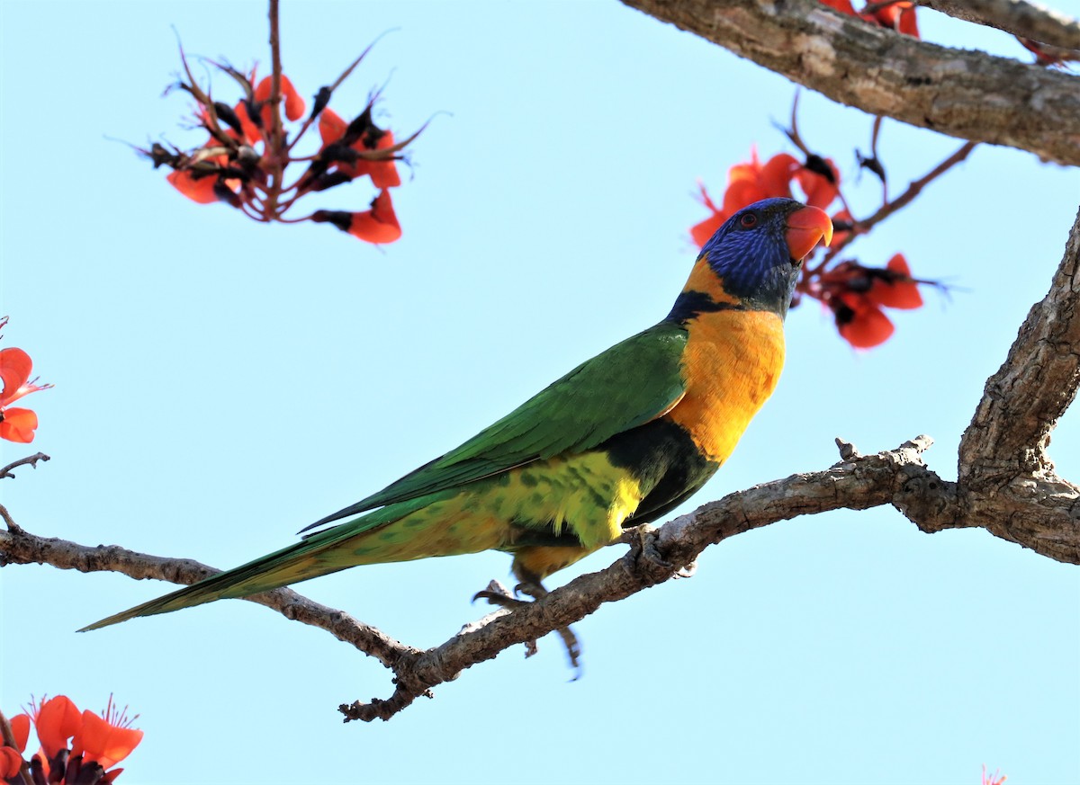 Red-collared Lorikeet - David Ekdahl