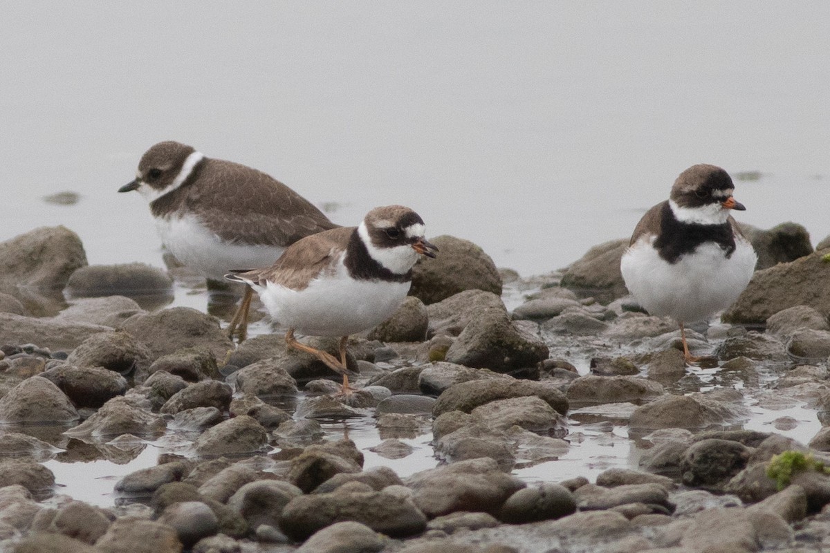 Semipalmated Plover - ML253154571