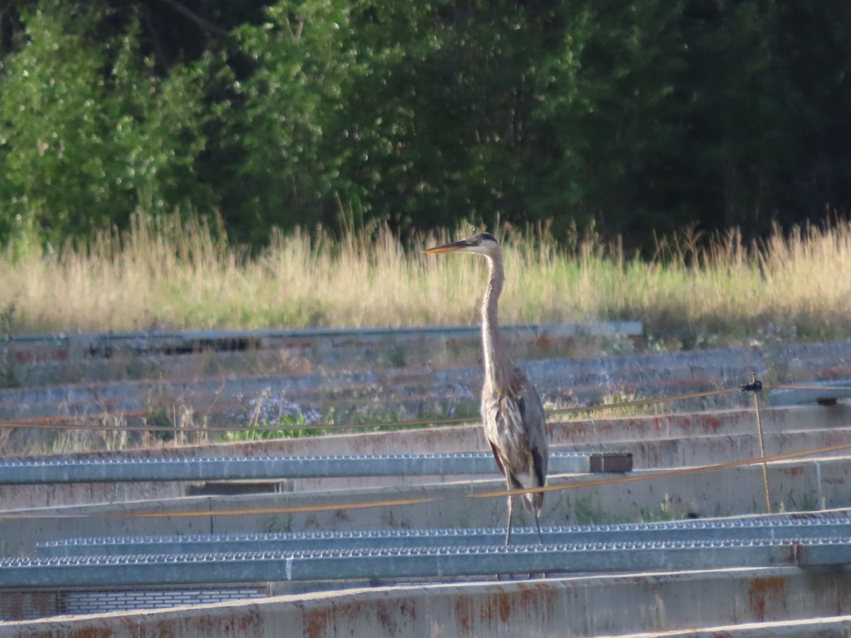 Great Blue Heron - ML253155721