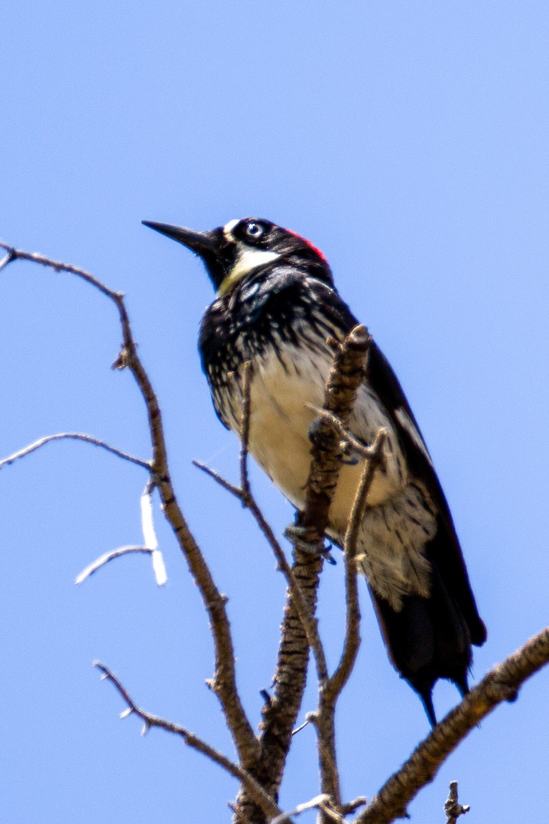 Acorn Woodpecker - ML253157231