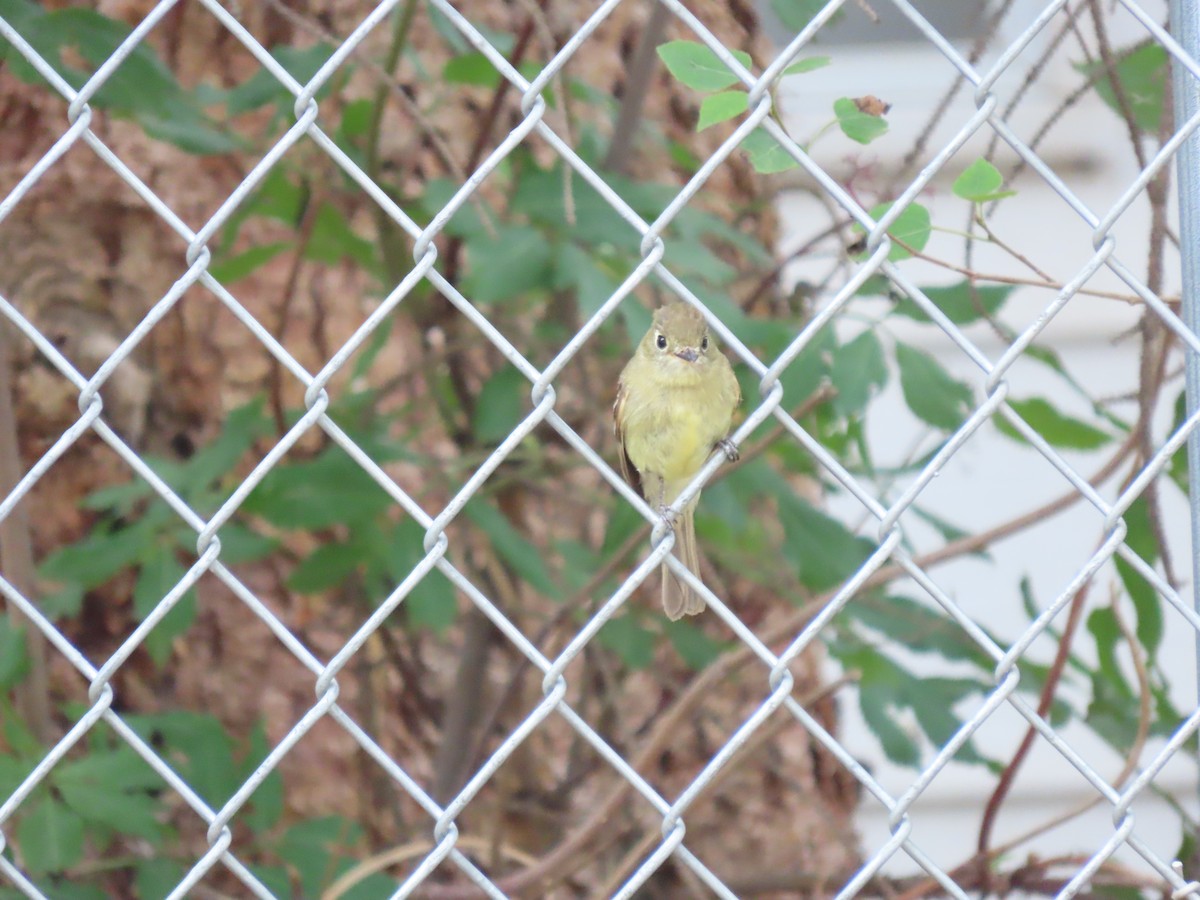 Western Flycatcher (Cordilleran) - ML253158661